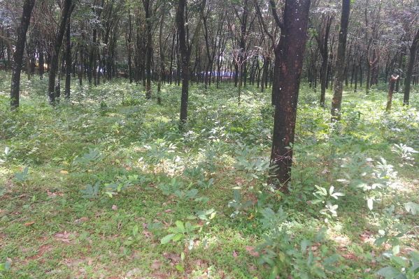 2.72 + acre rubber estate for sale at kadavoor / paingottoor