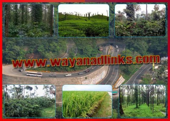 Good land and plot for sale at wayanad..wayanadlinks