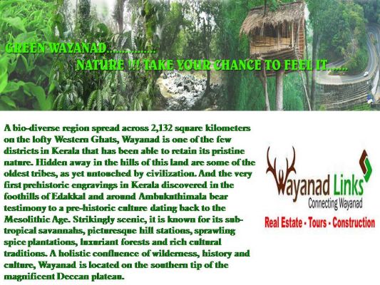 Riverside Paddy field for sale at Nadavayal wayanad-wayanadlinks