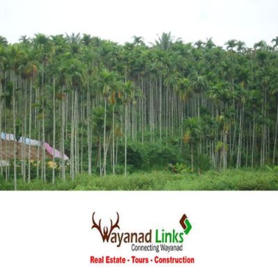 The best land with very low price in Wayanad -wayanadlinks