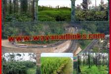 Good land and plot for sale at wayanad..wayanadlinks