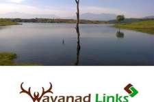 grab a small plot in wayanad wayanadlinks