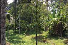 40 cents land at kalady just 1.5 km from MC road.