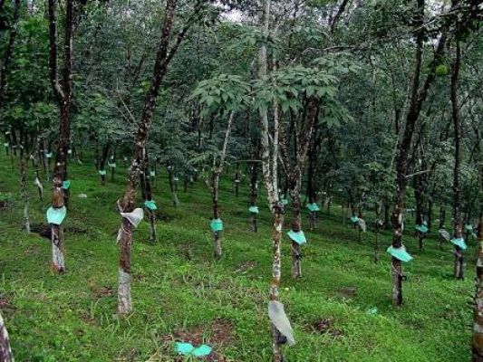 1.60 acre rubber estate at pathanad