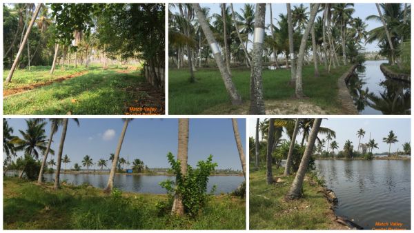 Beautiful backwater front land ideal for resorts 380 cents Thuravoor