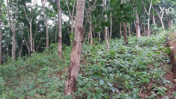 Rubber plantation 128 cents