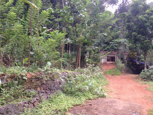 3.20 Acre Rubber Plantation with old House in Chenappady, Kanjirappally, Kottayam