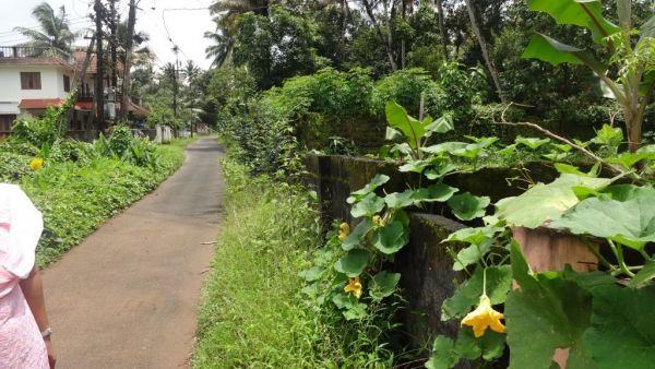 14.5 cent house plot at iringol perumbavoor