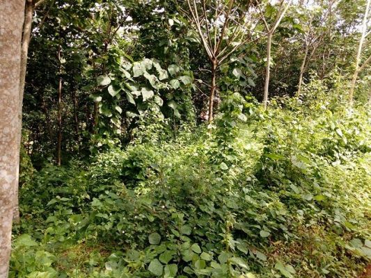 VC858,30 Cent land for sale in Mulanthuruthy , Ernakulam .