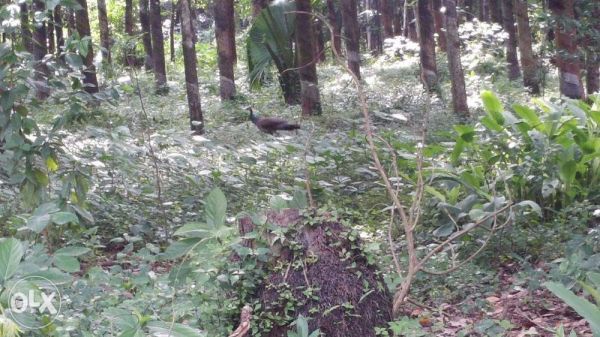 6 Acre of Rubber Plantation plot at Vadakkencherry, Palakkad