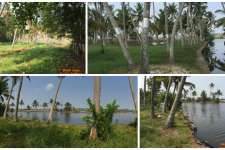 Beautiful backwater front land ideal for resorts 380 cents Thuravoor