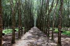 3 Acre Rubber Plantation in Edayam near Kottarakkara Valakom