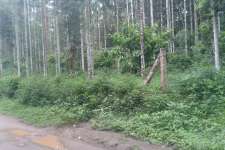 50 Cent of land in Neykuppa at Wayanad