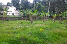 15 cent land at Nethaloor near karukachal,kottayam