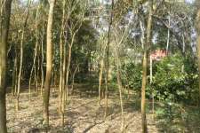 50 cents of land in ayroor, Pathanamthitta.