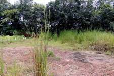 VC850,8 Cent house plot in Chottanikkara ,Ernakulam