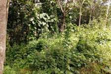 VC858,30 Cent land for sale in Mulanthuruthy , Ernakulam .