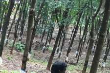 2.35 Acre Rubber Estate ( Dry Land- Non Agricultural) in Karapatta