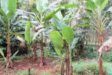 18cent land for sale at mudakuzha p o, kuruppampady