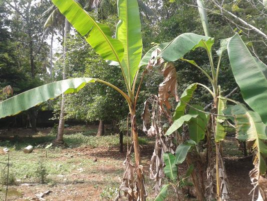 15 cent of land in muringoor