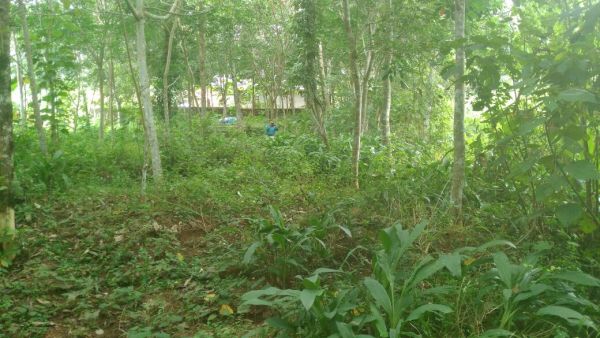 Plain plot of 13 cent at Mulanthuruthy