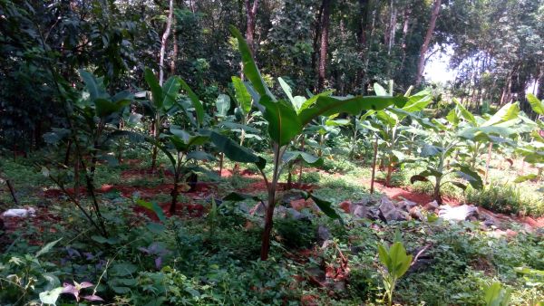 25 cent land for sale at Elanji