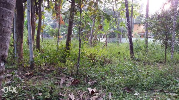 16 cent Land in Pullut,Kodungallur.