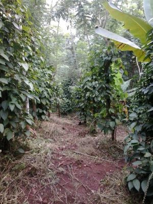 Agriculture land sale in idukki