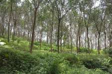 2 Acres Land Near Aranmula