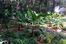 25 cent land for sale at Elanji