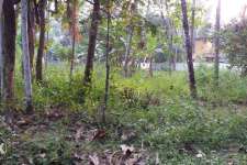 16 cent Land in Pullut,Kodungallur.