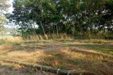 3,4,5 cents house plots in Chottanikkara Eruveli