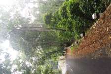 Four acres agricultural land at Mevada,Kottayam Dist.