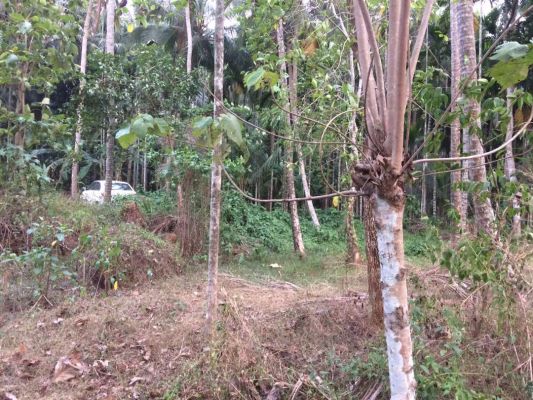 22 cents of land in porkulam in Trichur