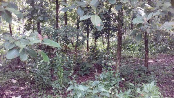 Plot for sale 10 km away from Perumbavoor stand, nedungapara company pedia stop