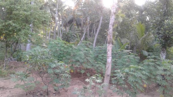 25cent of land with a small tile house in kaniyapuram, Trivandrum