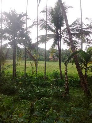 50 cent of agricultural land for sale at perambra.7 lakh for 50 cent .