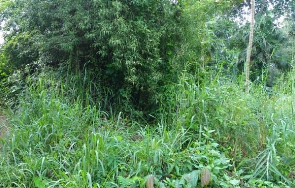 5cent commercial  land for sale in puzhakkal