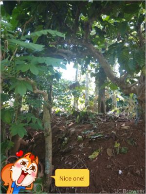 2.75 acre in wayanad sultan bathery wayanad