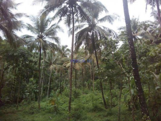 2 acre 50 cent land in perambra village with road on two side residential,plot,kozhikode district