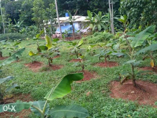 20 cent house plot for sale in kothamangalam,Ernakulam