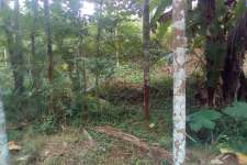 130 cents of residental land in Kodumunda near Pattambi in Palghat District