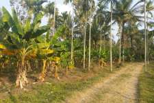 2.9 acre agriculture cum tourist land near pazasiraja smaraka mandhiram