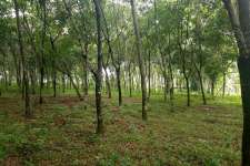 15 cent of land in chottanikkara for sale