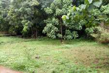 6 cent of land in Thiruvankulam for sale