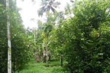 35 cents of land to sale in venmoney, chengannur.