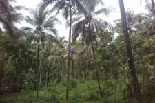 2 acre 50 cent land in perambra village with road on two side residential,plot,kozhikode district