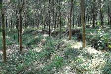 45 cent land for sale in Elanji, kochi