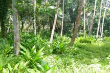 45 Cent Prime Property Opp Beach in Kozhikode Near Kappad