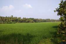 45 cent agriculture land.45000 rs /cent.